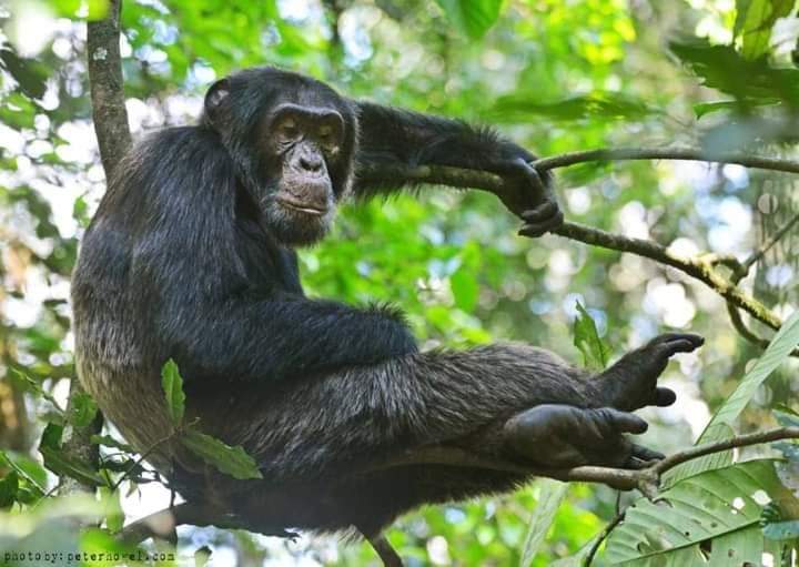 8-Day Days Uganda safari covering Bwindi impenetrable national Park, Queen Elizabeth National Park, Kibale national Park, Murchison falls national Park, Ziwa Rhinos sanctuary reserve and Lake Bunyonyi