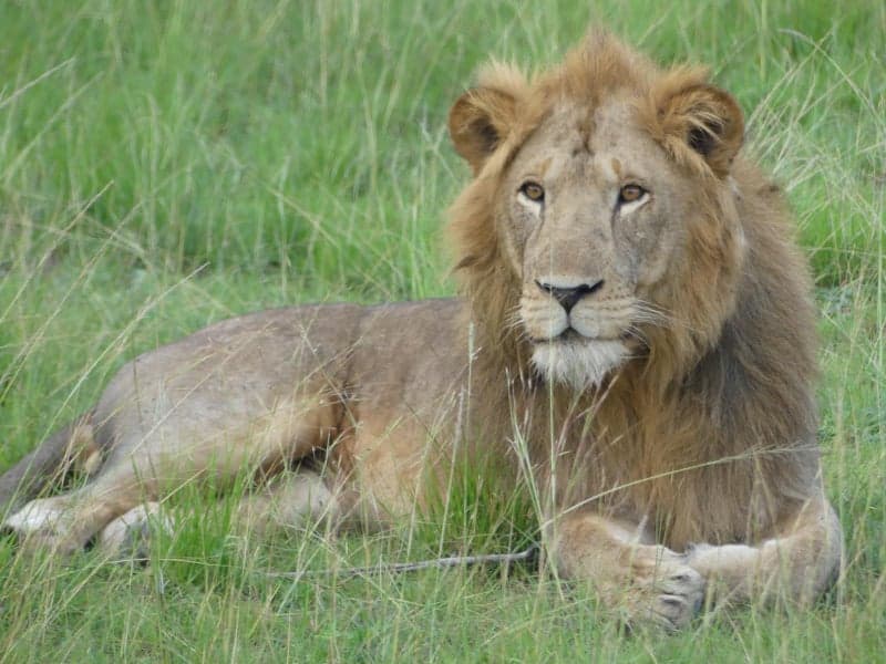 9-Day Big five trip to Uganda