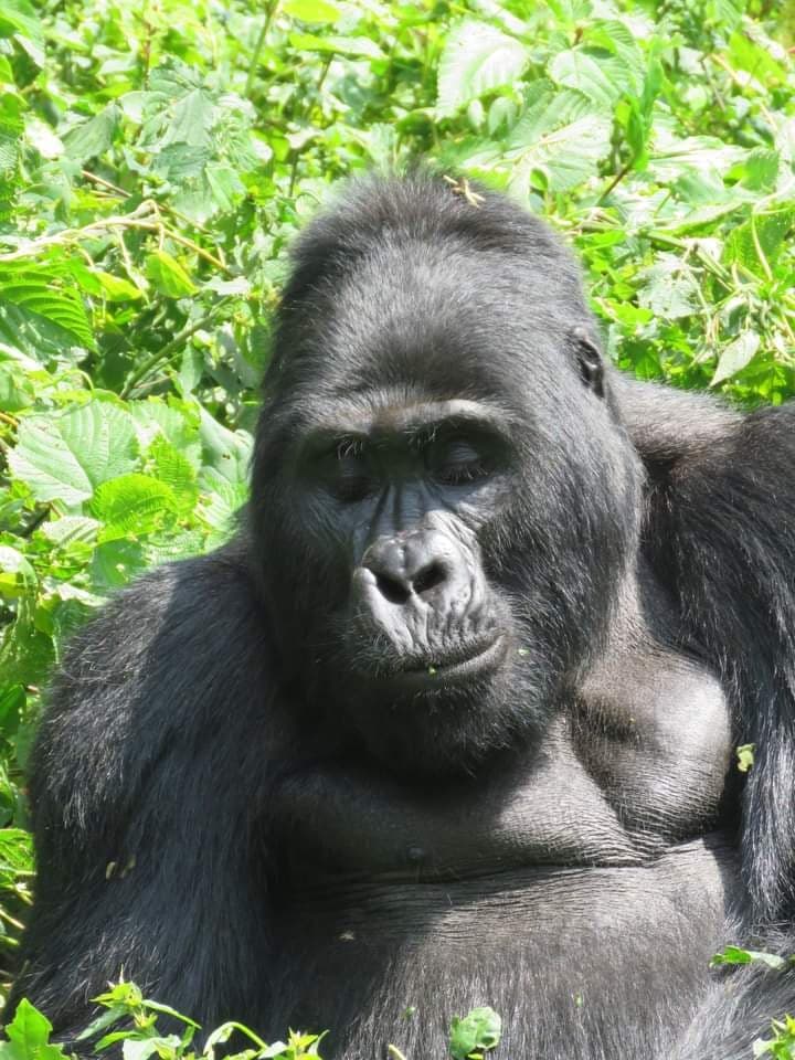 3-Day Gorilla tracking Bwindi impenetrable national park