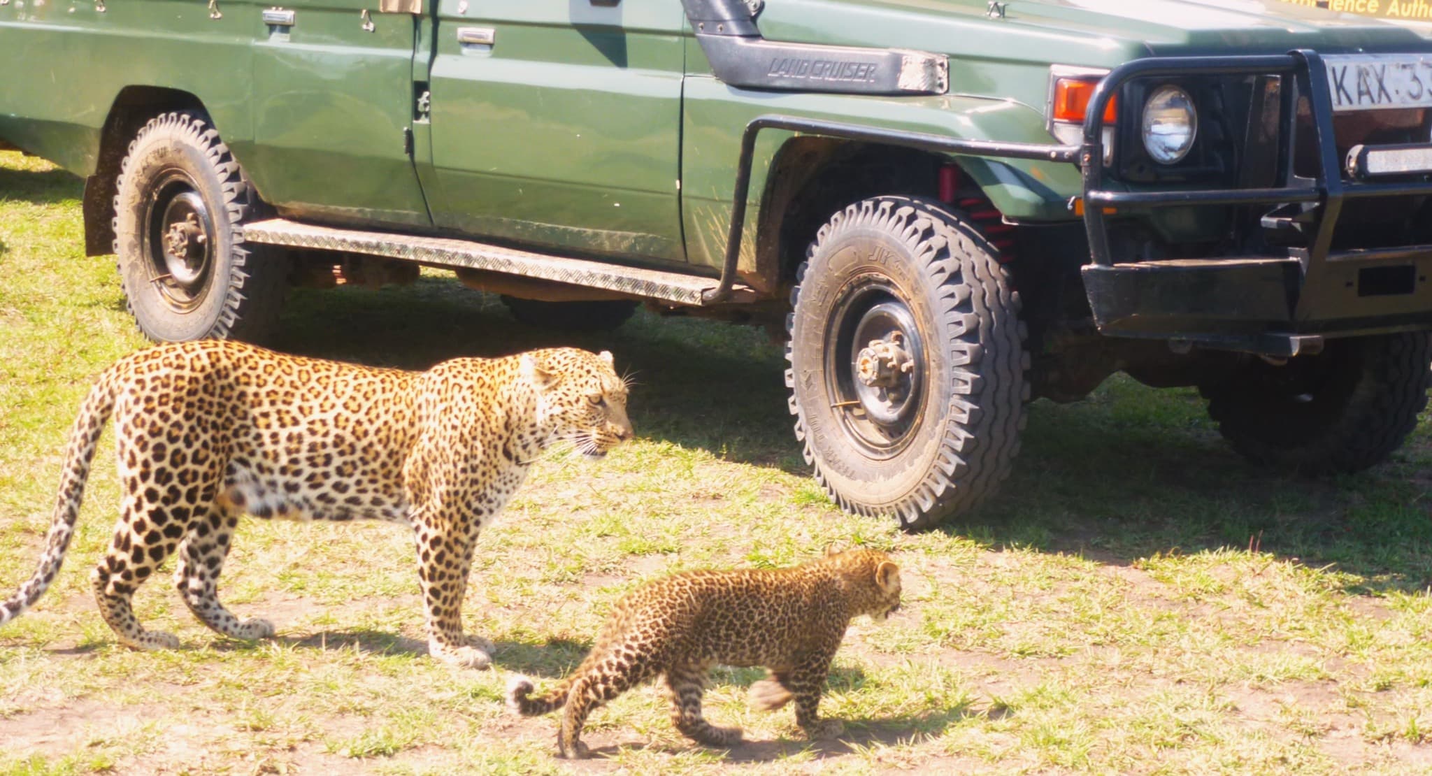 5-Day Affordable Kenya Safari Masai Mara, Lake Nakuru and Lake Naivasha