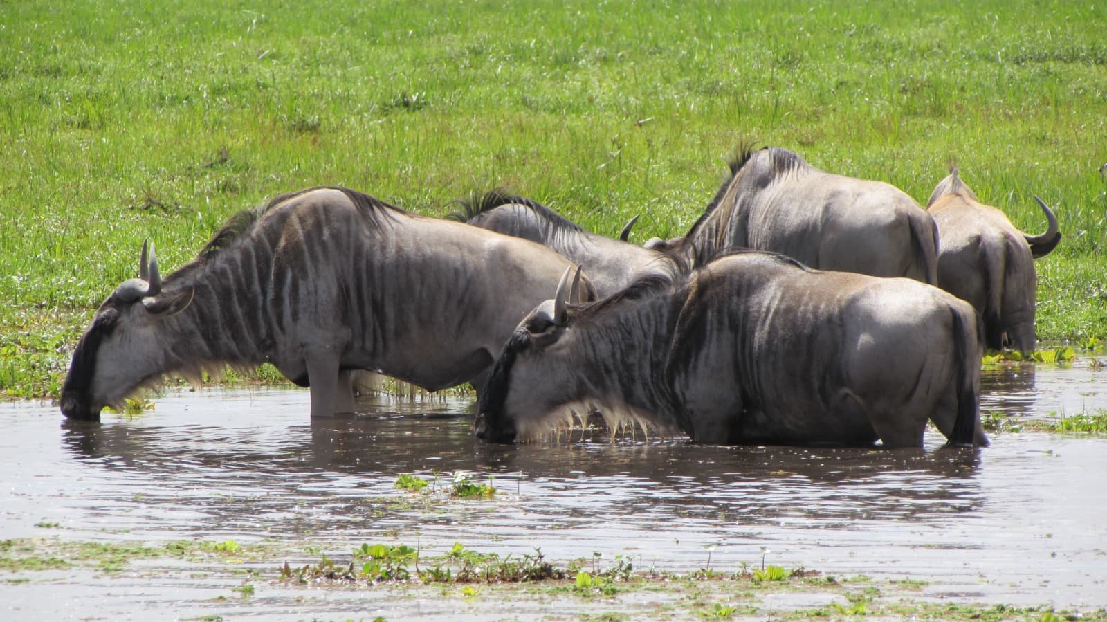 4-Day shared safari experience Masai Mara and Lake Nakuru National Park.