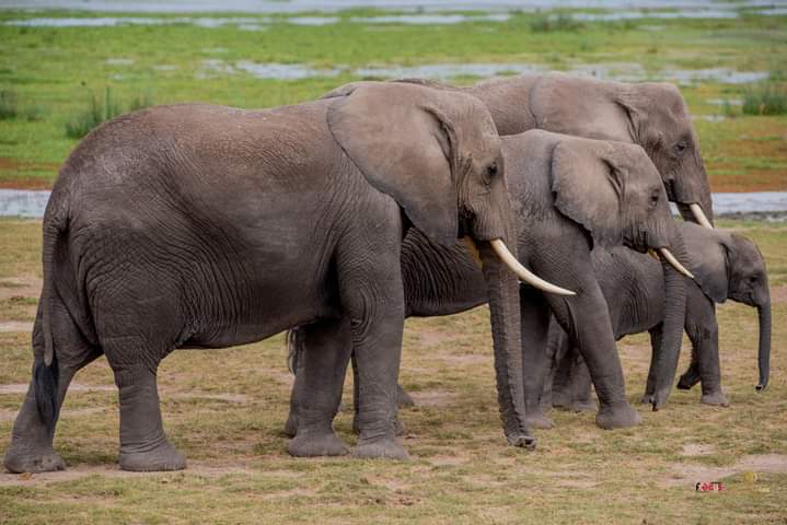 3-Day Amboseli Private safari