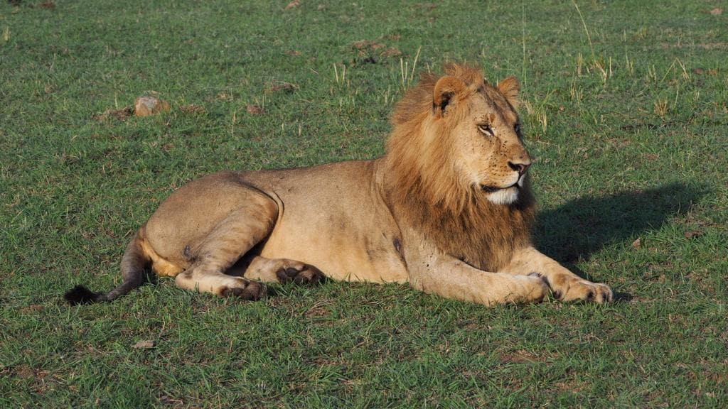 7-Day 7 Days Private Safari Lake Naivasha/Hell's Gate, Lake Nakuru, Ol pejeta Conservancy.