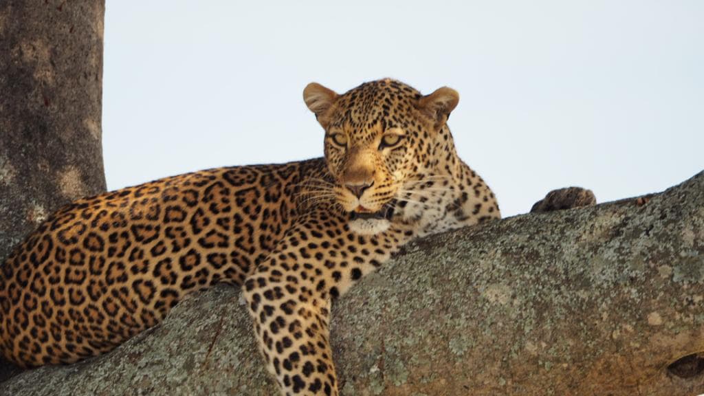 3-Day Masai Mara Budget Safari( one game drive)