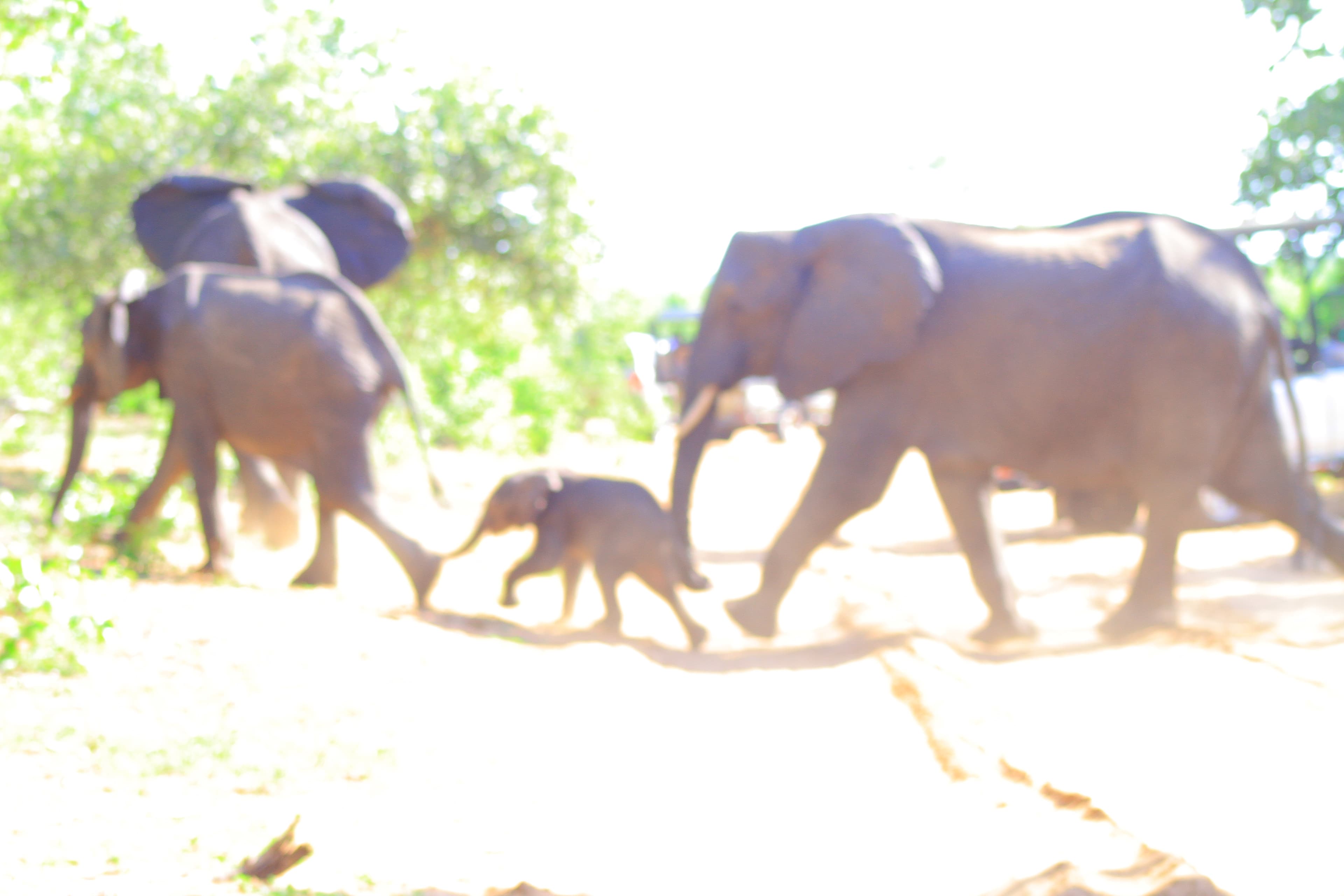 3-Day CHOBE NATIONAL PARK ADVENTURE