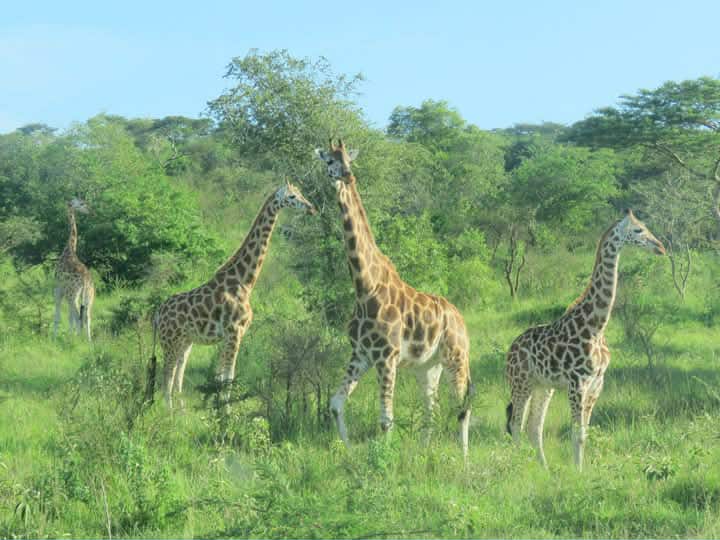 9-Day Big five trip to Uganda