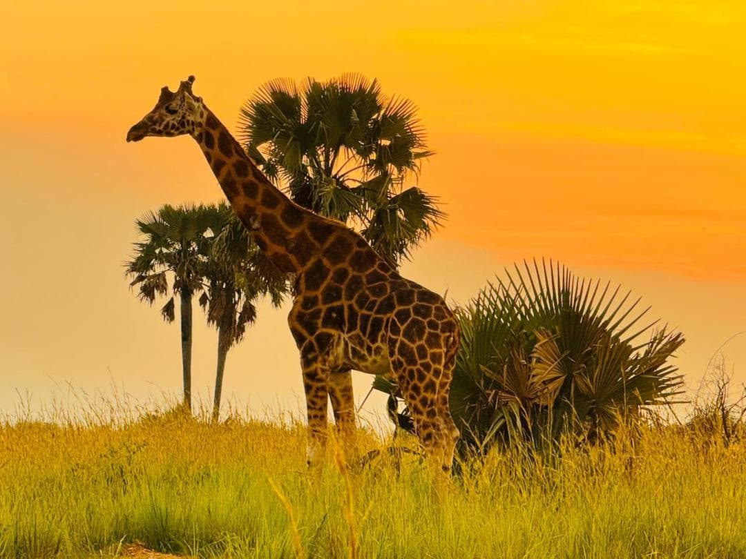 10-Day Uganda Gorillas, Chimpanzees, Wildlife & Nature Safari