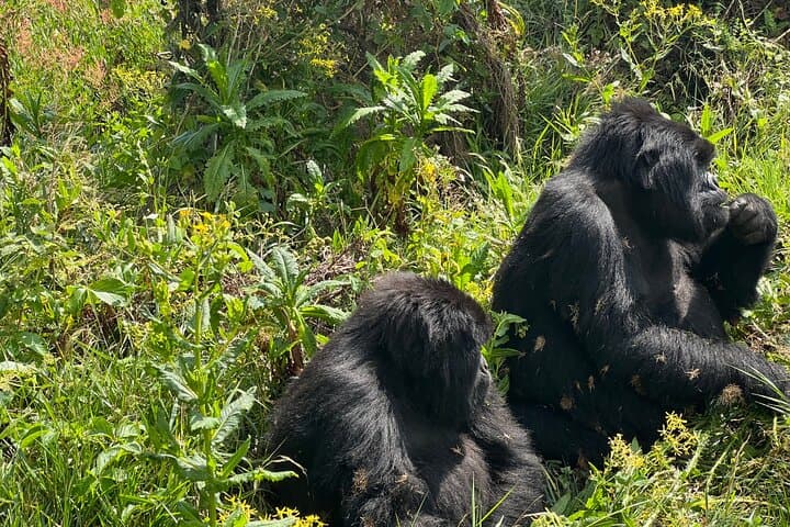 3-Day Gorilla Trekking Safari -Midrange