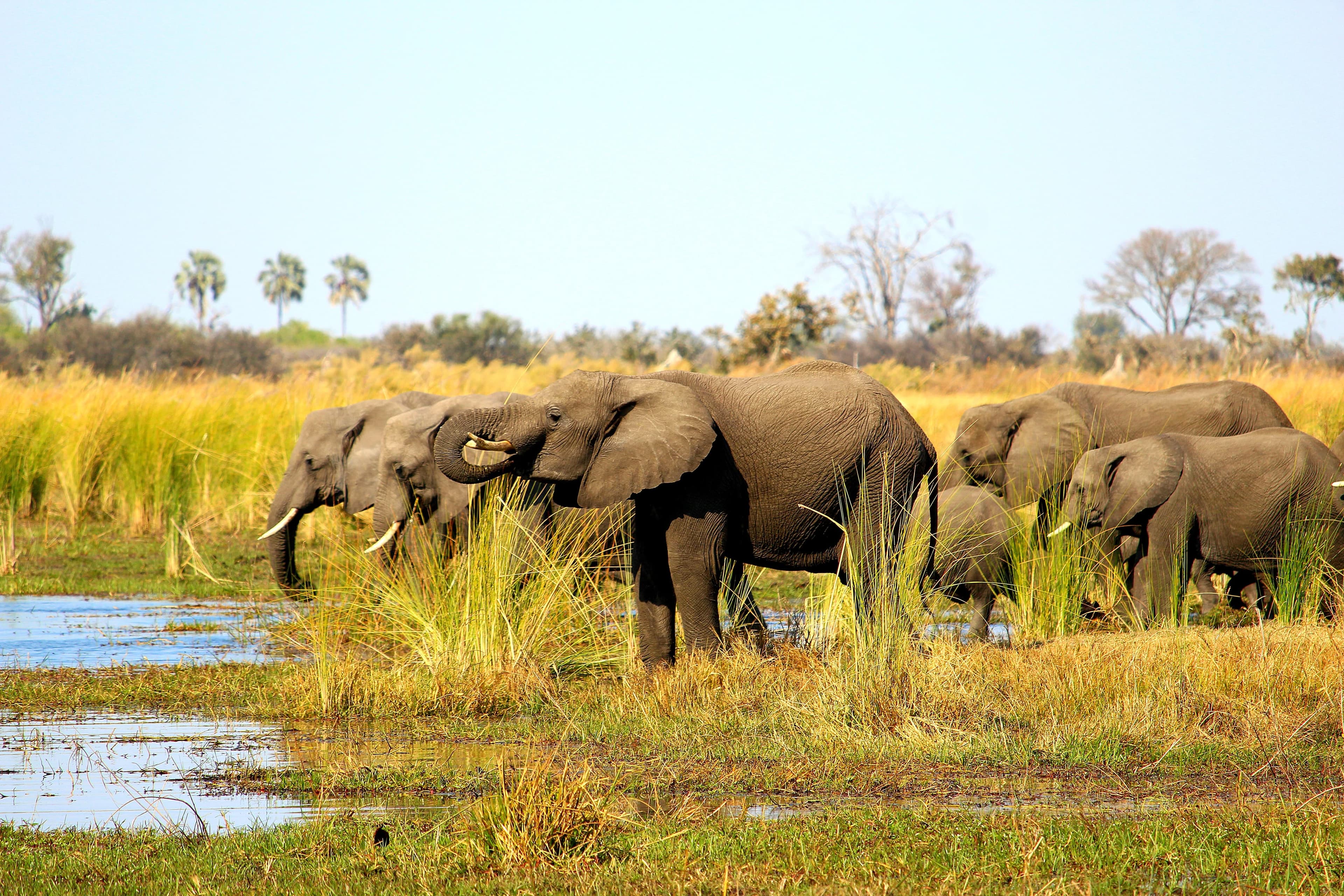 Colours Africa Tours & Safaris