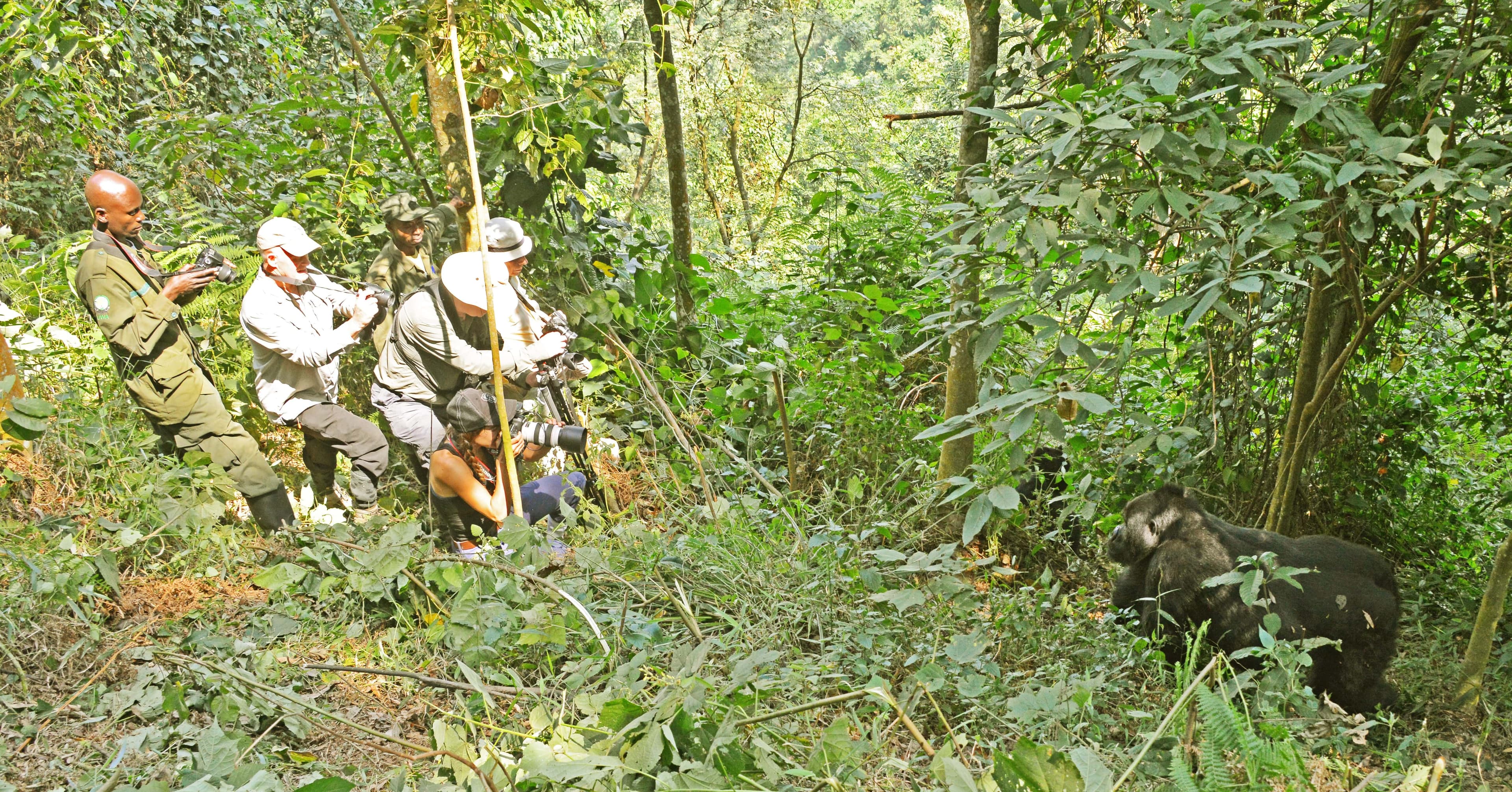 7-Day Low Budget Chimps, Gorillas Trekking and Wildlife Tour