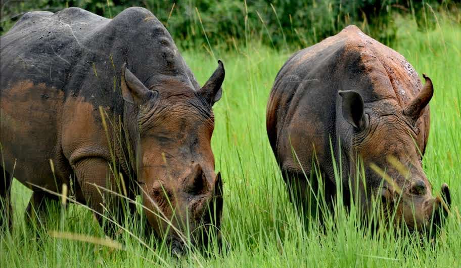 7-Day Low Budget Chimps, Gorillas Trekking and Wildlife Tour