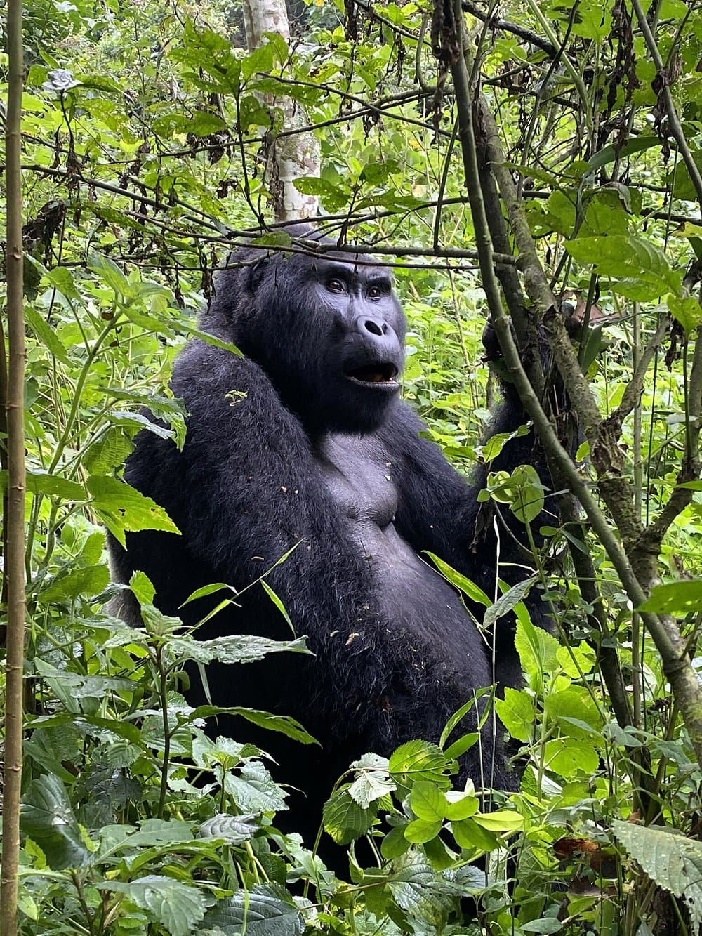 5-Day 5 Days Gorilla Trekking Adventure – Bwindi by Road