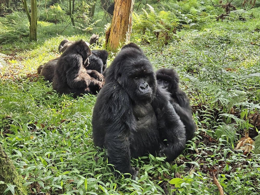 4-Day Day Bwindi Gorilla & Kibale Chimpanzee Trek Safari