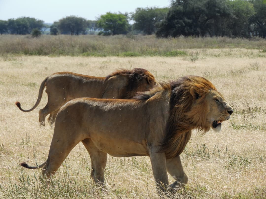 10-Day ⭐ From the Wild Heart of Tanzania to the Shores of Paradise — The Ultimate Bush to Beach Journey of Adventure, Culture & Zanzibar Relaxation