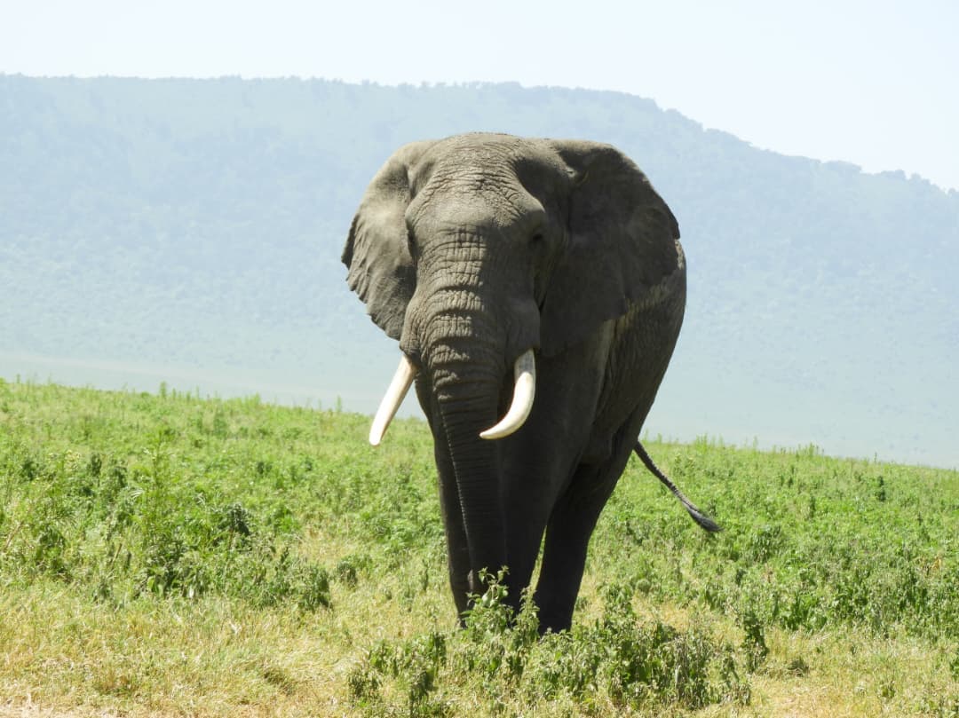 1-Day Ngorongoro Crater & Maasai Village — 1 Day Safari