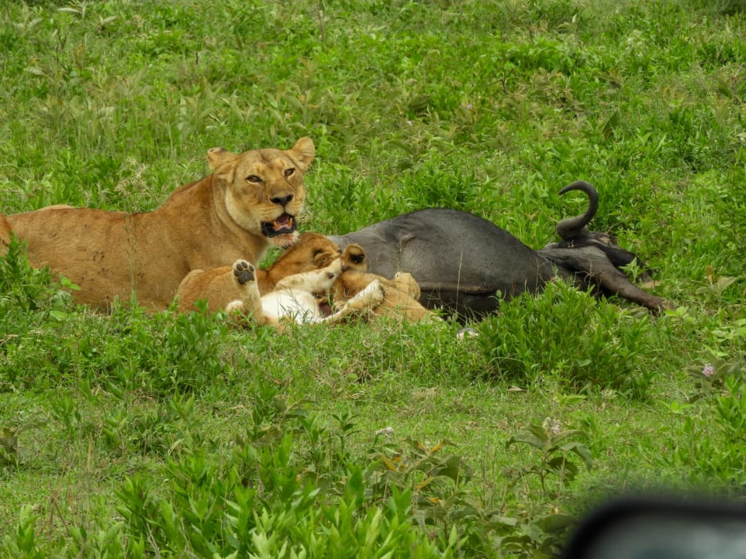 3-Day Big Game & Culture: Northern Tanzania in 3 Days