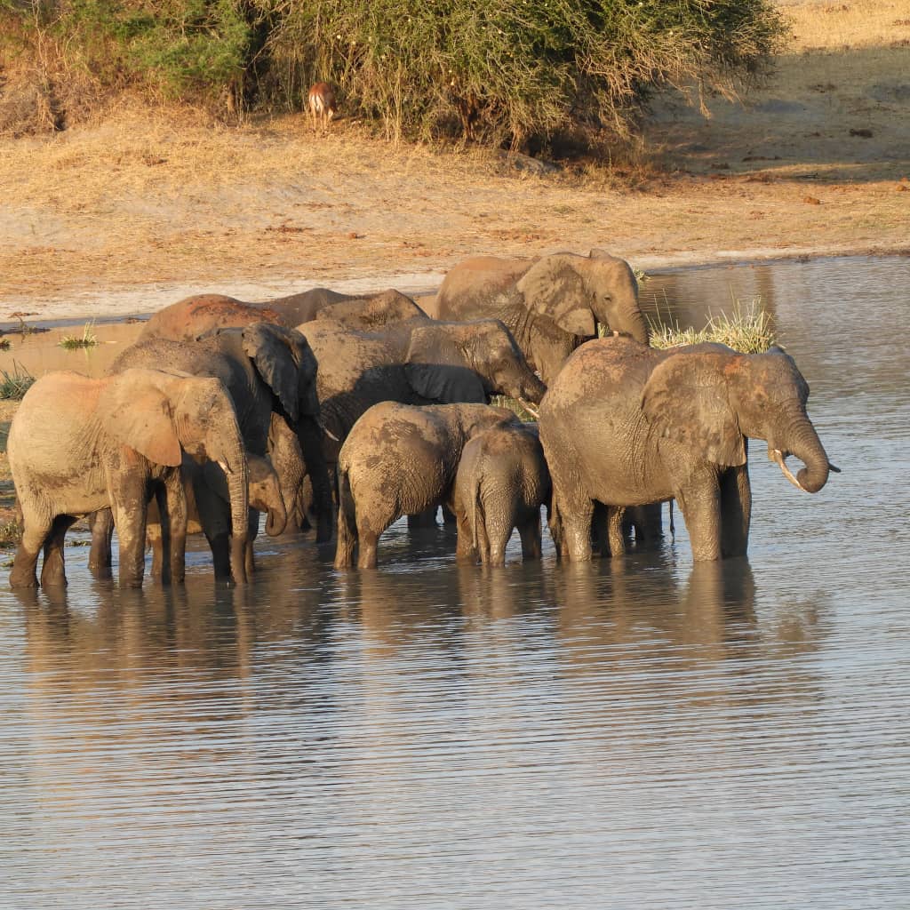 6-Day Heart of Tanzania: A 6-Day Wildlife, Culture & Nature Journey