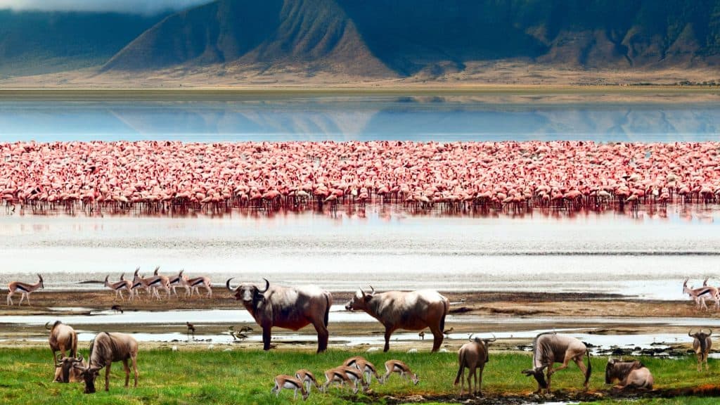 1-Day Ngorongoro Crater & Maasai Village — 1 Day Safari