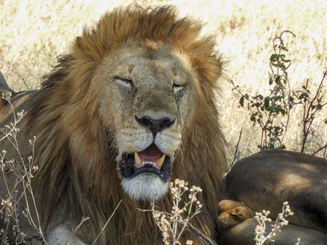 3-Day Big Game & Culture: Northern Tanzania in 3 Days