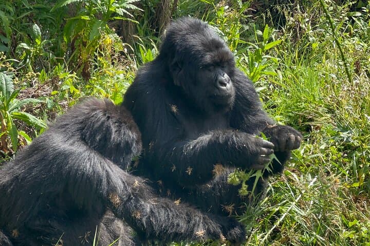 4-Day Days Gorilla Trekking in Uganda via Rwanda