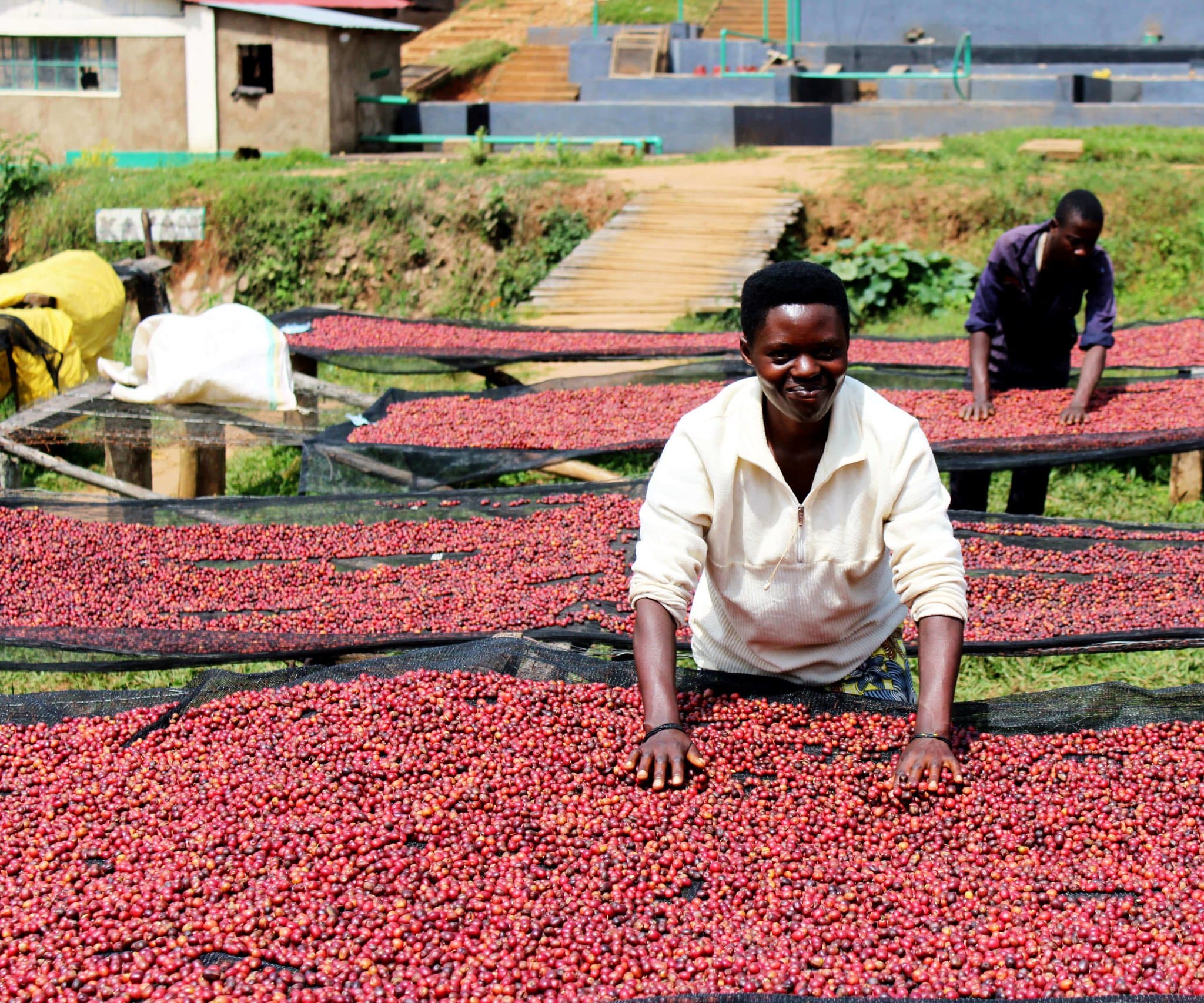 6-Day Coffee Tour, Jinja, Sipi and Kidepo Valley National Park Safari