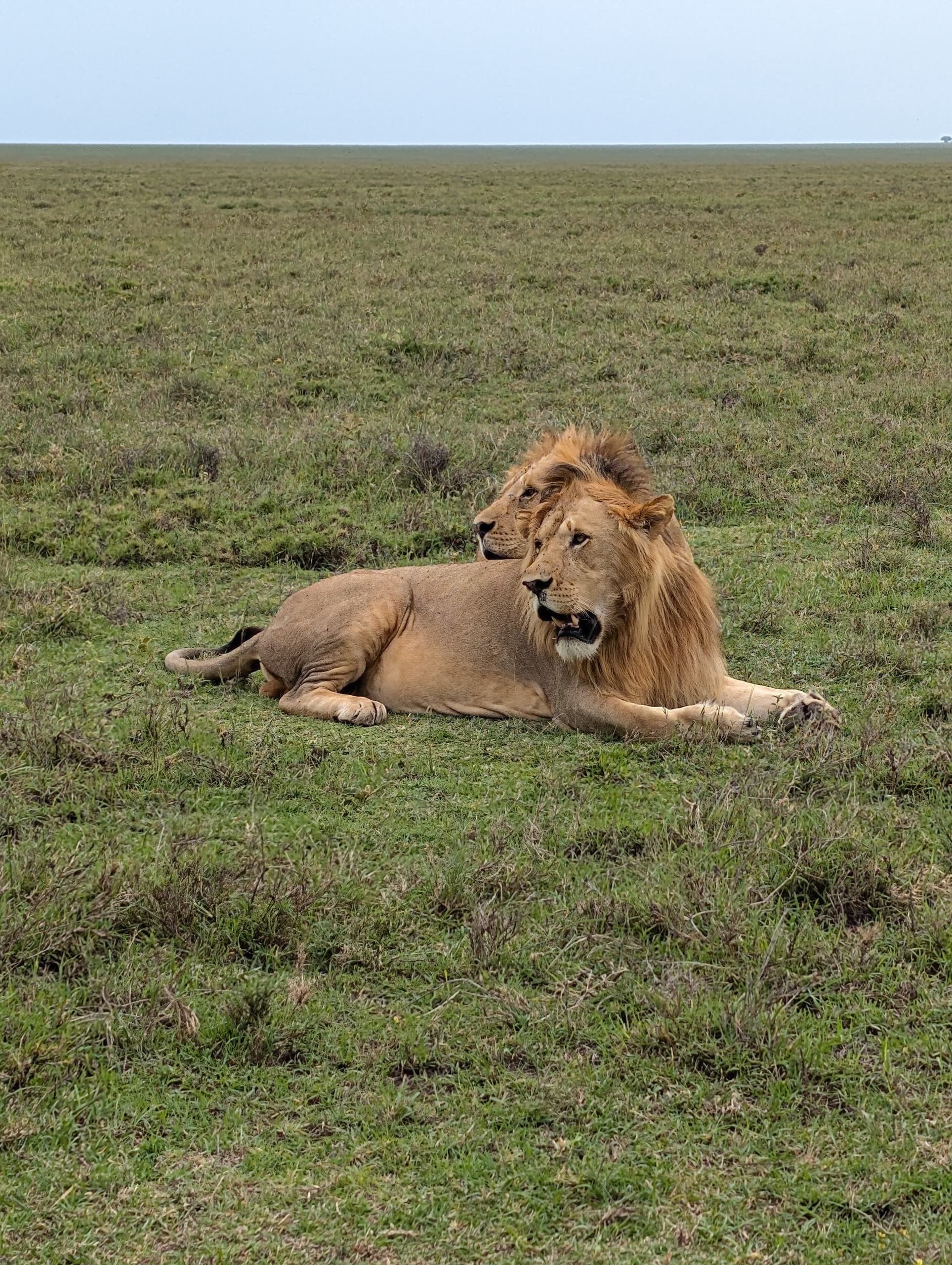 3-Day Experience Budget Safar in Serengeti & Ngorongoro