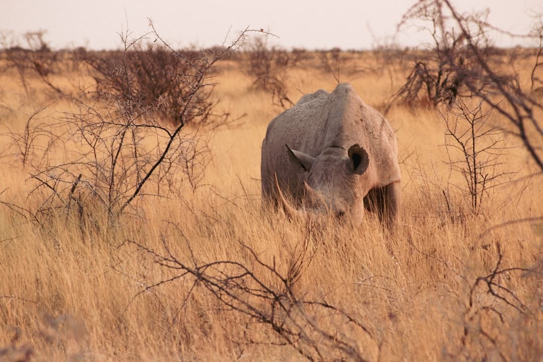 What's the Best Time to Visit Etosha for Ethical Rhino Viewing Tours with Certified Conservation Operators?