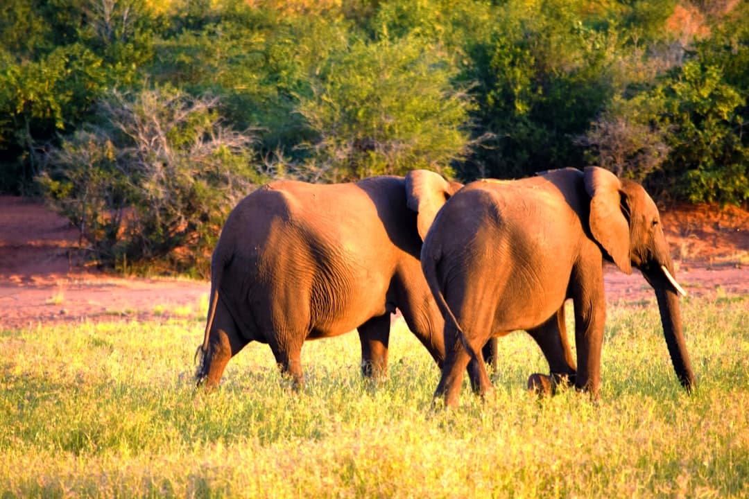 Top 5 All-Inclusive Helicopter Safari Packages Under $5000 in Zimbabwe's Hwange National Park