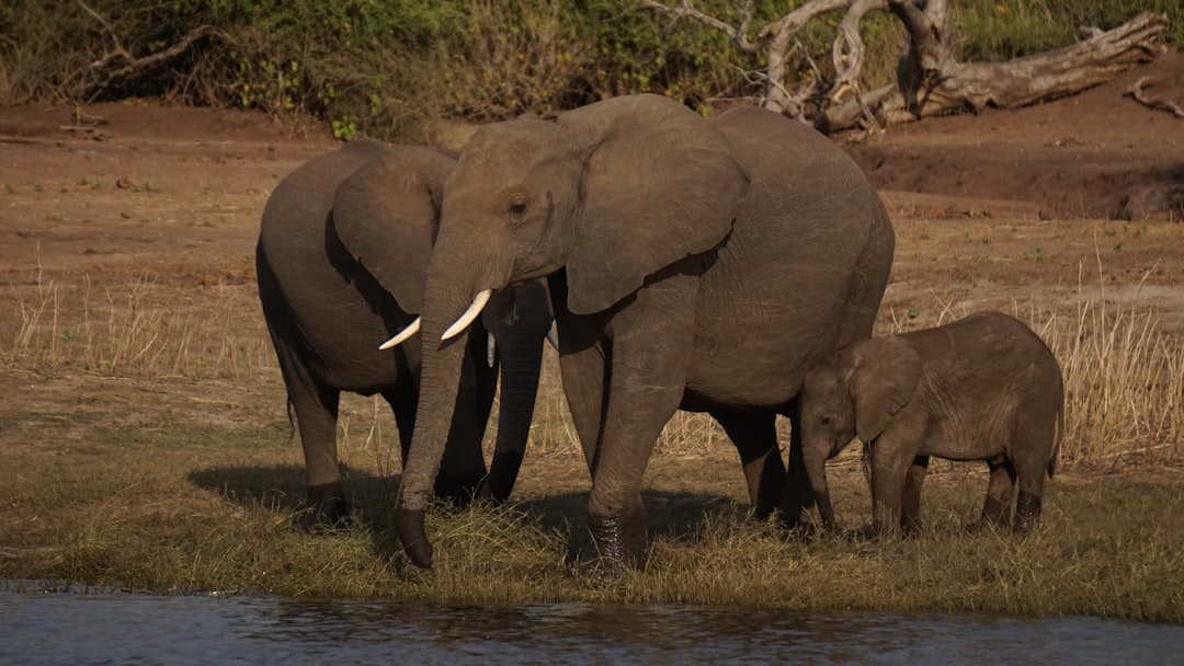 Complete budget traveler's guide to Botswana safari under $2500 per person without compromising experience