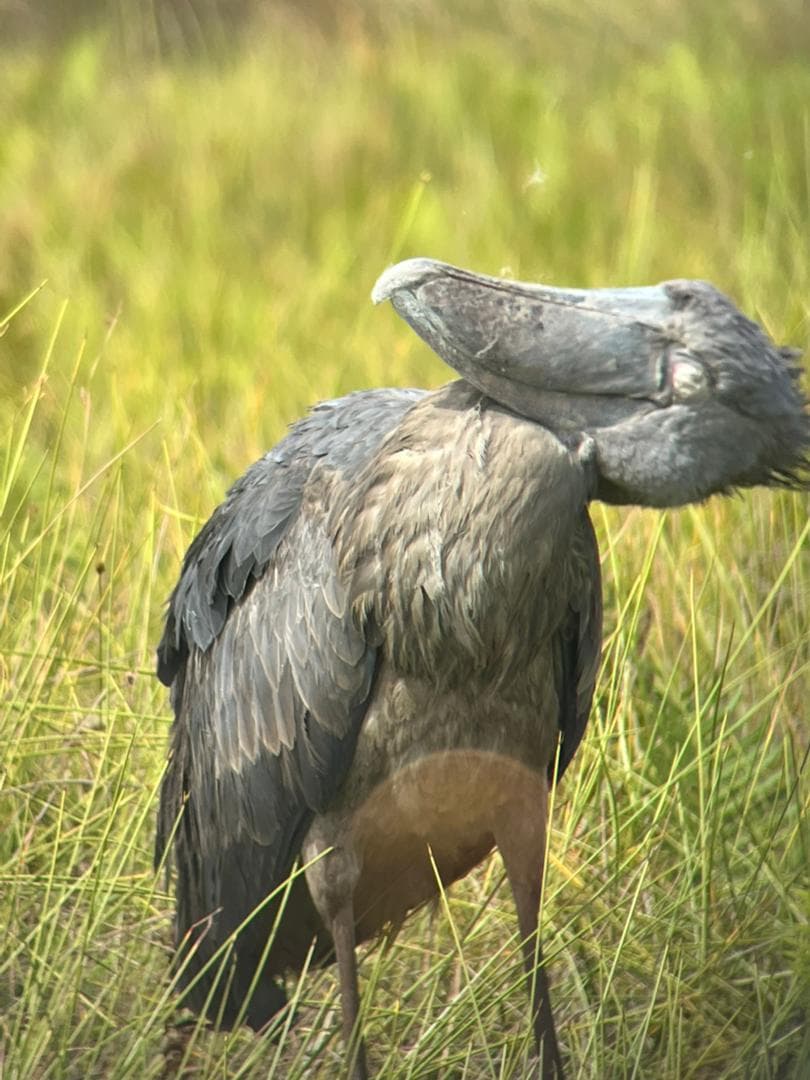1-Day Mabamba Shoebill and Ctc Conservation Center