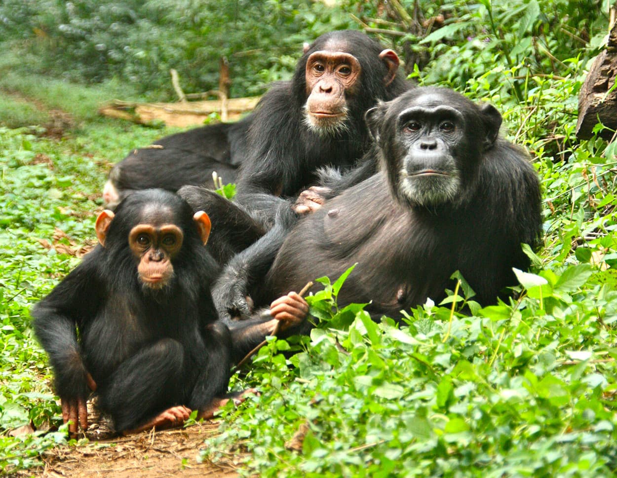 7-Day Murchision Chimps and Gorilla Trekking