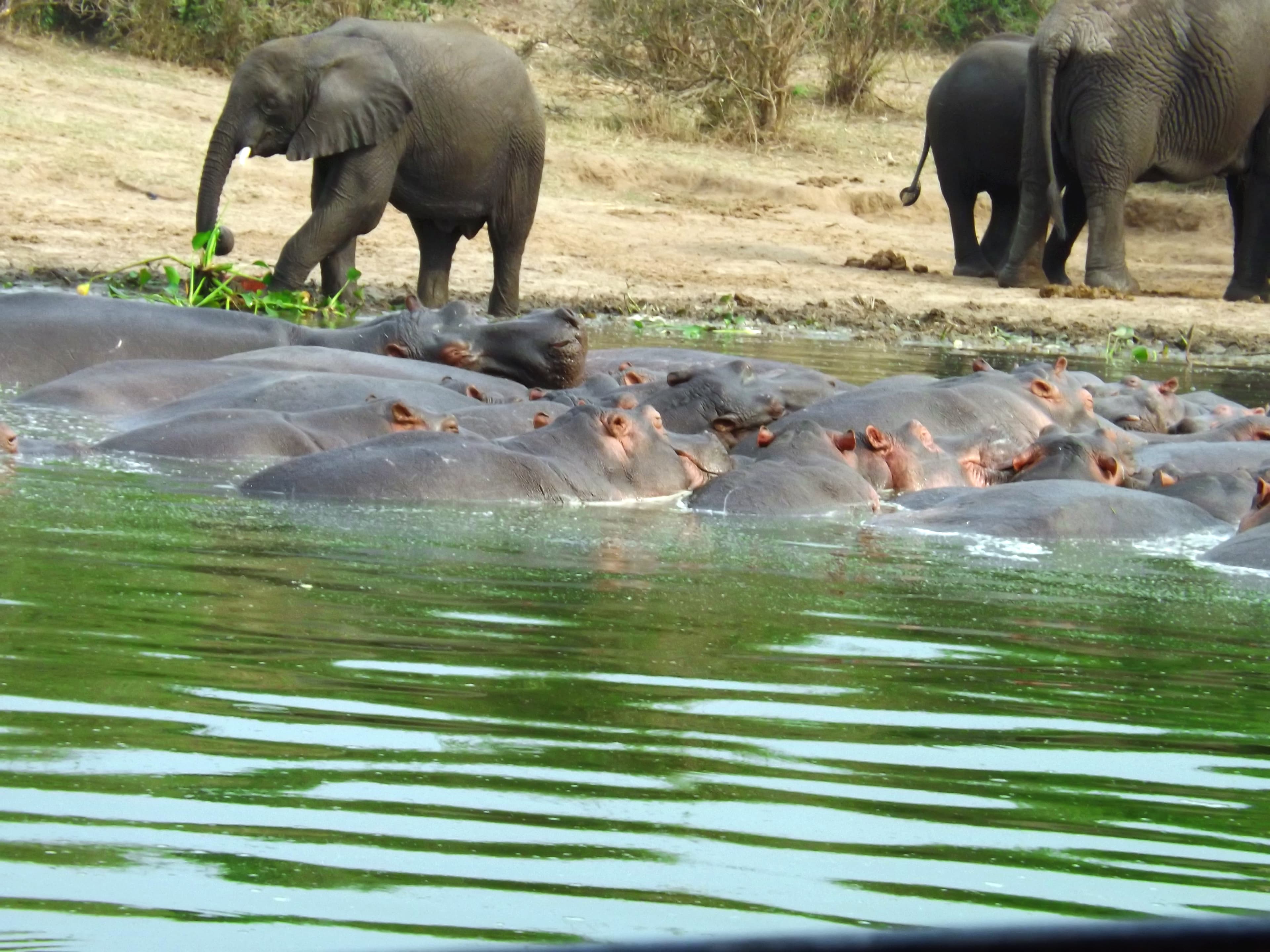 12-Day Uganda, Kenya & Tanzania's Predators, Craters & Primates wildlife Safari