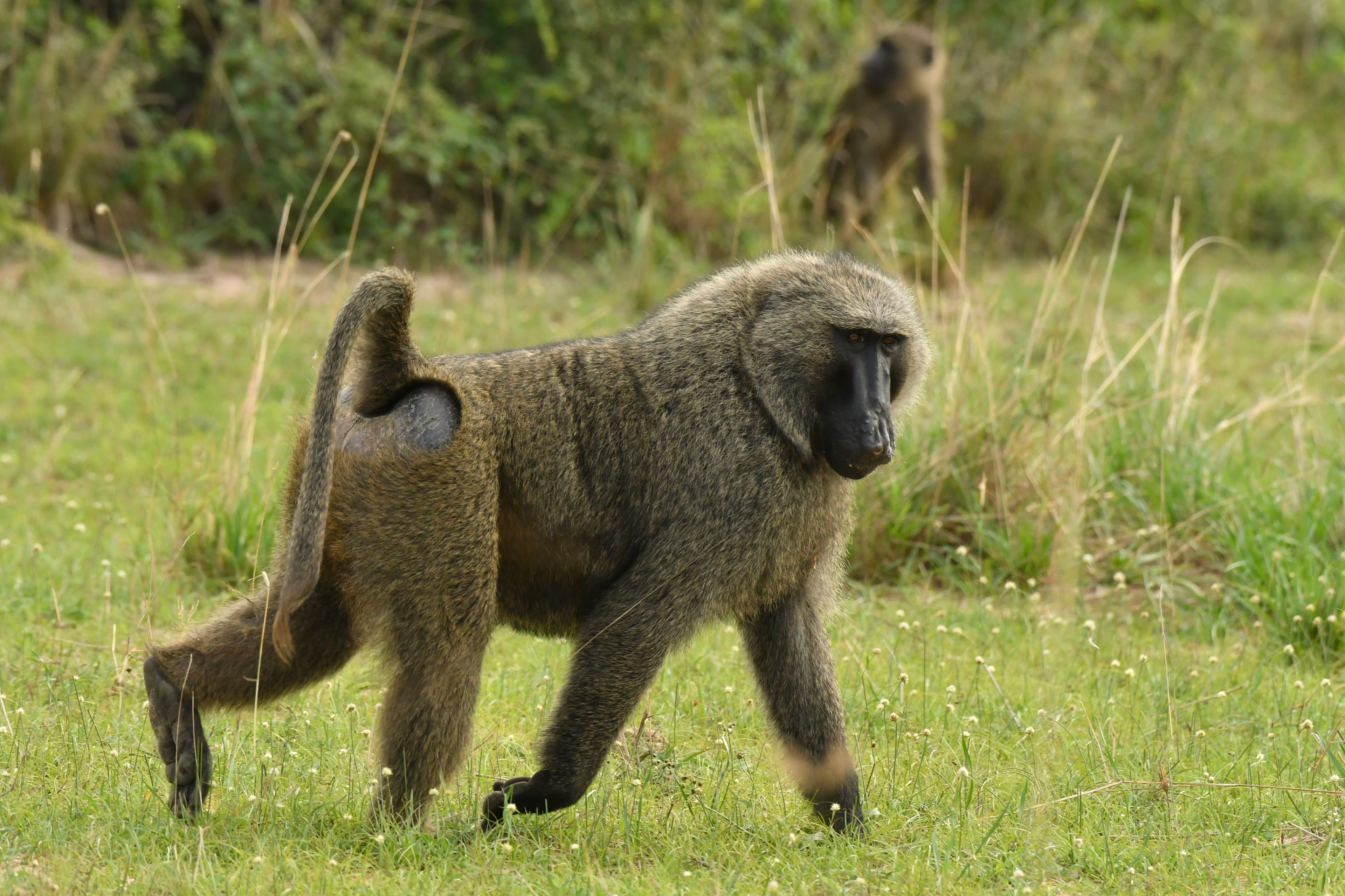 3-Day Queen Elizabeth National Park & Chimpanzee Tracking