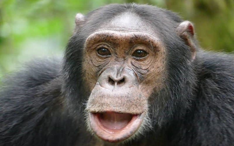 12-Day All-inclusive Uganda Gorilla & Wildlife Safari