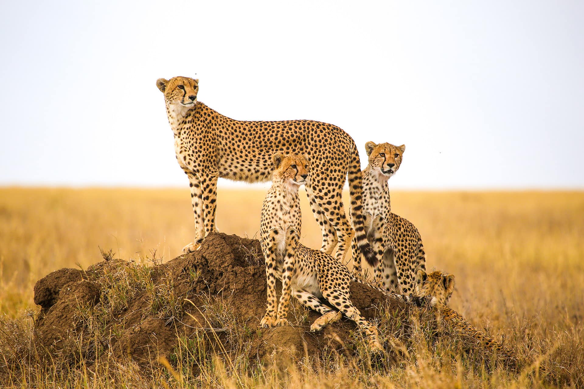 4-Day Tanzania Wildlife Experience