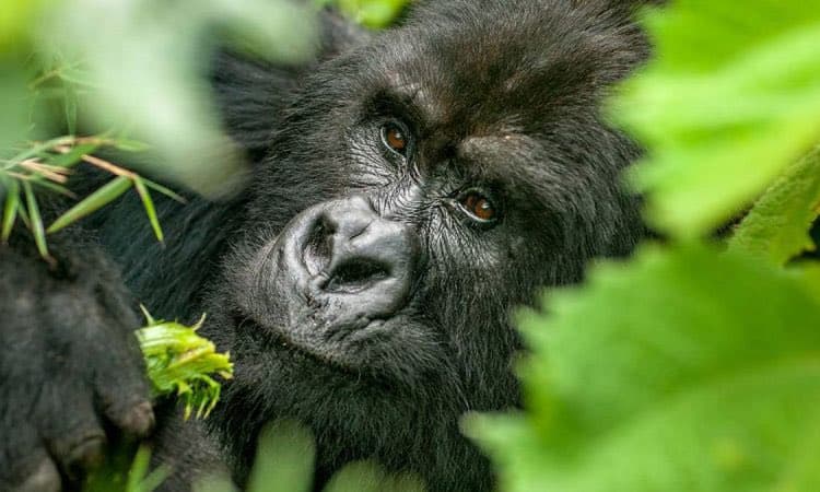 3-Day Gorilla Trekking Safari Holidays