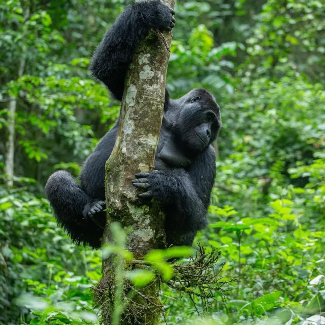 1-Day Gorilla Trekking from Uganda via Kigali