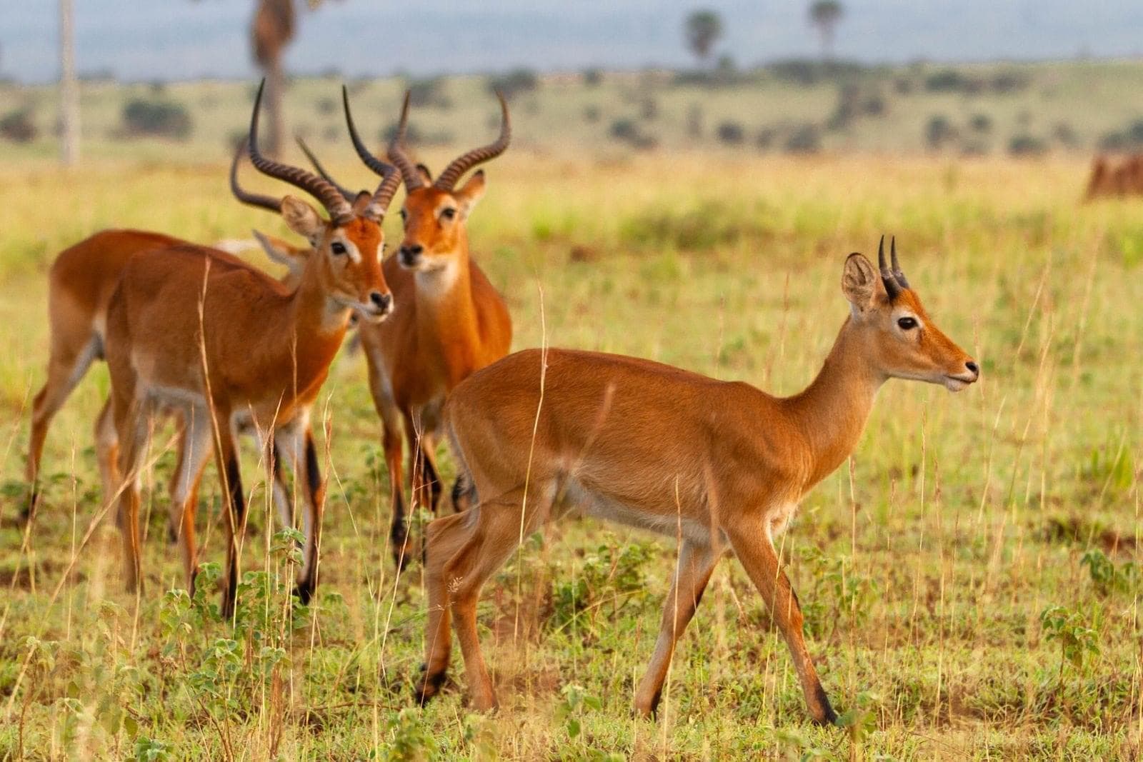 1-Day Rhino Tracking Experience Uganda