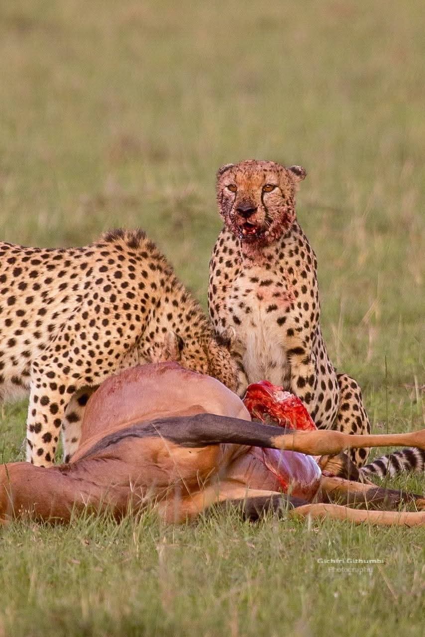 3-Day Masai Mara Wilderness Spectacle