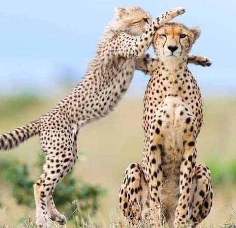 3-Day Olpejeta and Mount Kenya wilderness Splendour