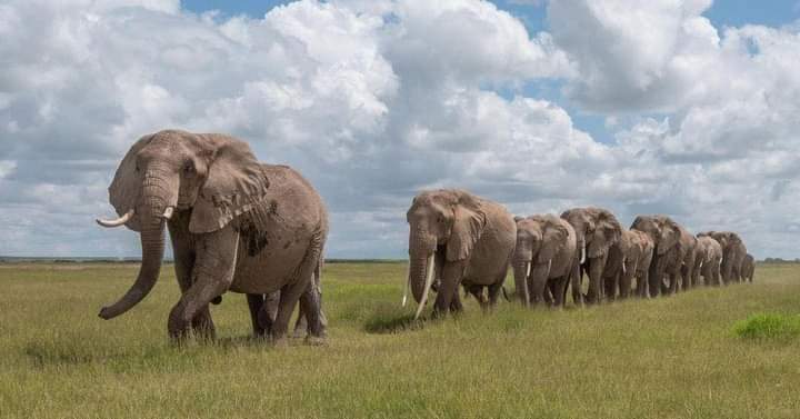 3-Day Amboseli Elephant Encounter Safari