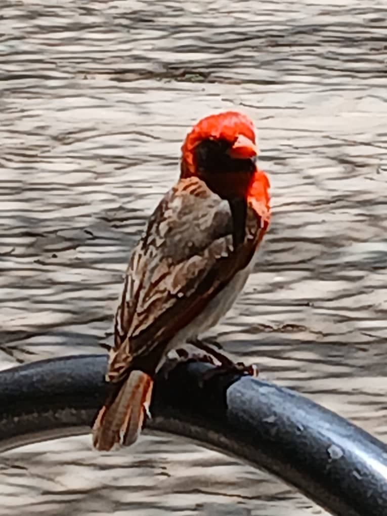 1-Day Materuni Waterfalls & Chemka Hotspring_Safari