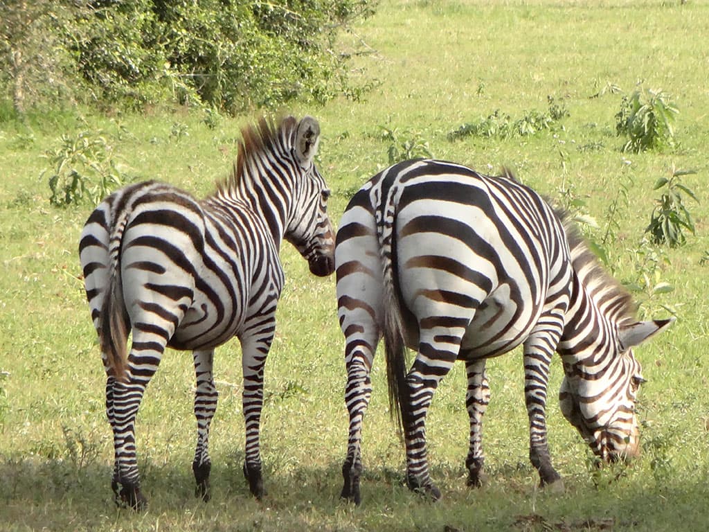 6-Day Affordable Jinja, Sipi and Kidepo Valley Safari