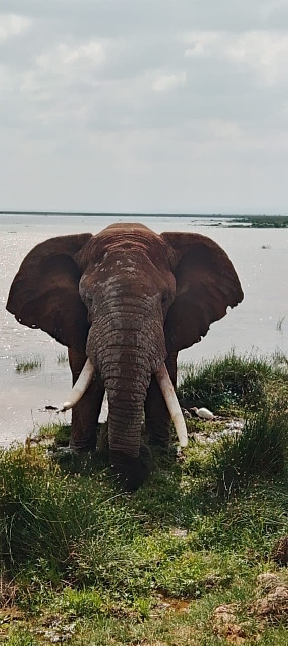 1-Day Amboseli National Park Day Trip