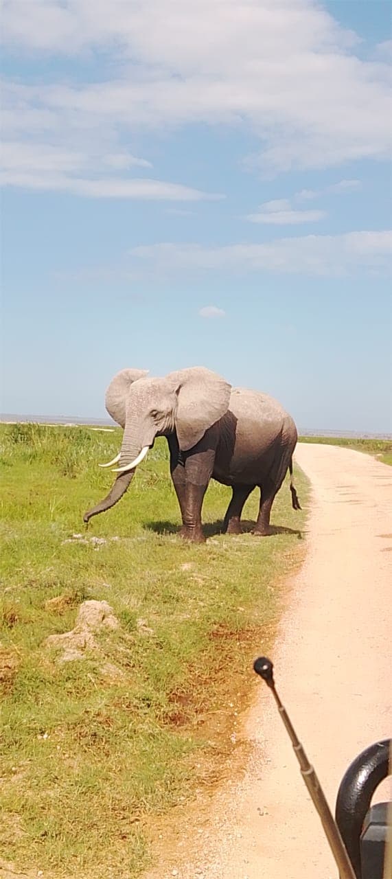 7-Day Masai Mara, Lake Nakuru, Hells Gate and Amboseli Private Safari