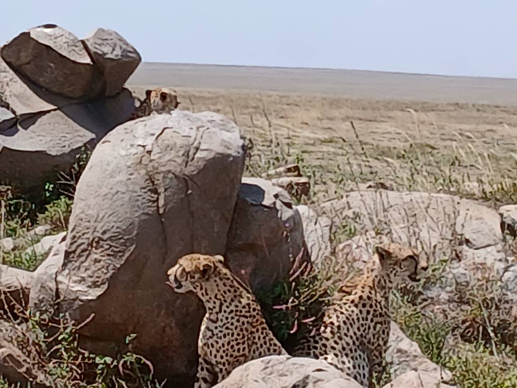 5-Day Wildlife Safari and Cultural Exploration Tour