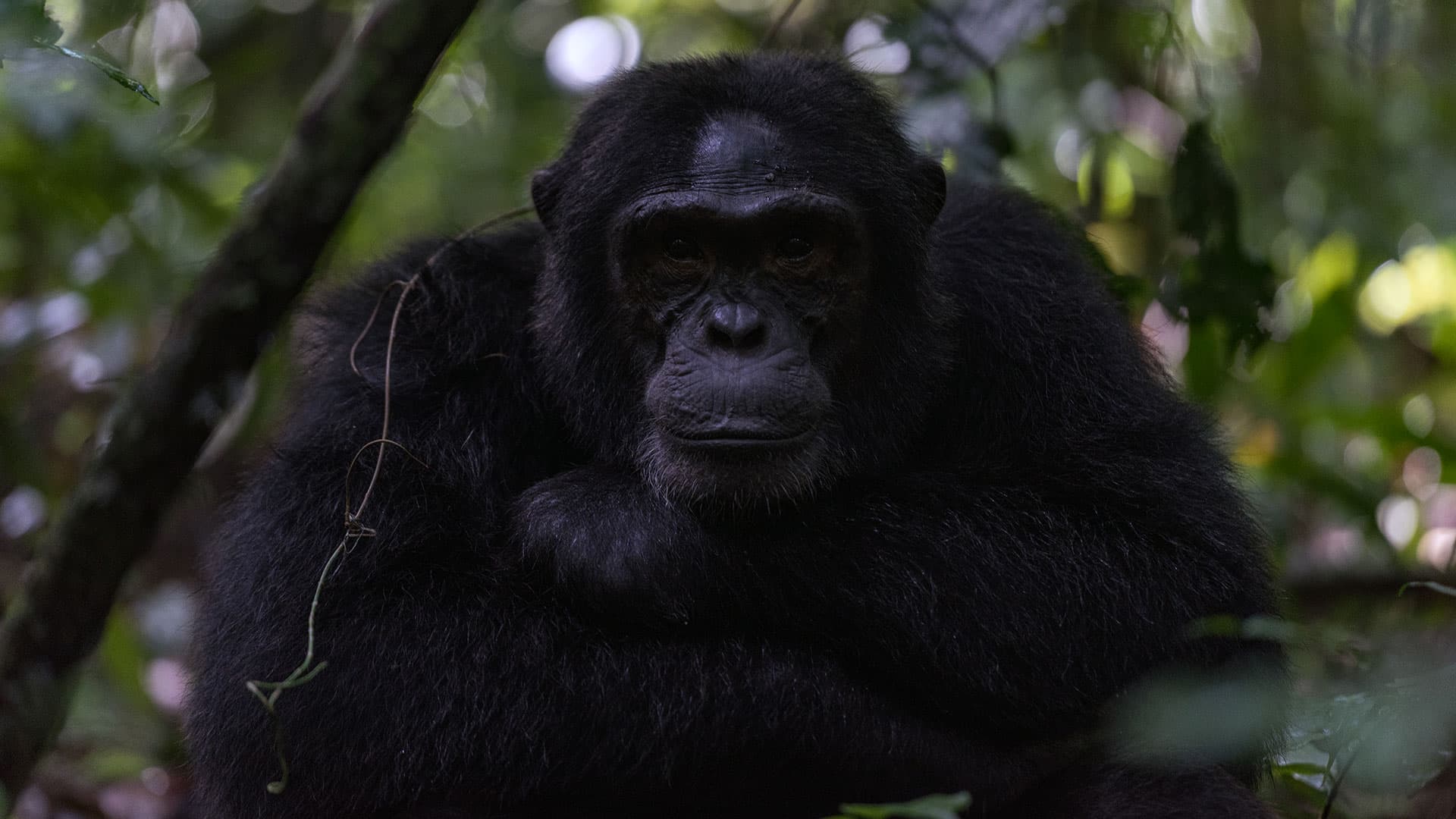 13-Day Primates Trekking and Wildlife Adventure Uganda