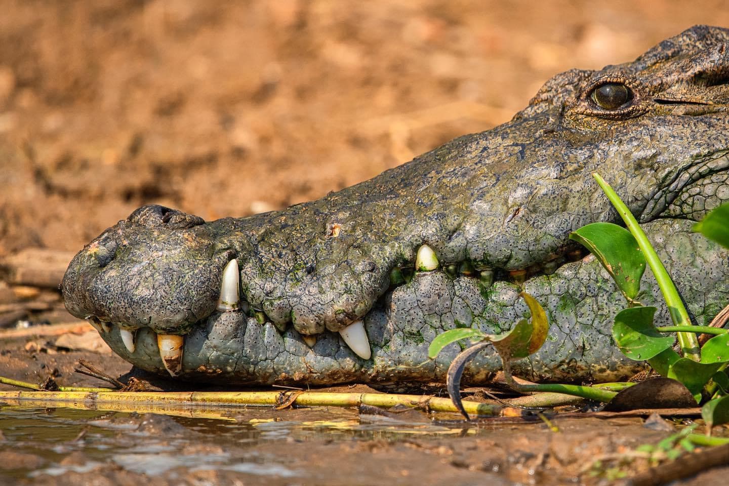 7-Day Gorilla, Chimpanzee and Wildlife Tour in Uganda