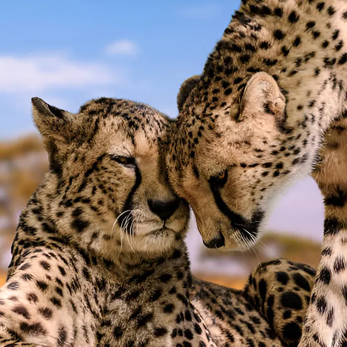 8-Day Tanzania Wildlife Safari & Zanzibar Beach Holiday