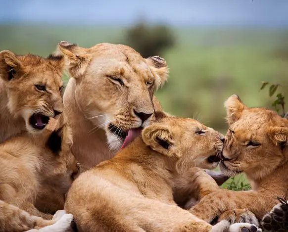 4-Day Calving Season in Southern Serengeti-Ndutu